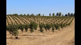 How to Plant a Hazelnut Orchard