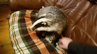 A Badger in the sofa!