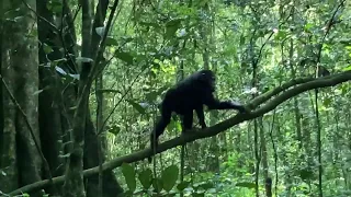 Baby Chimp in Kibale Forest