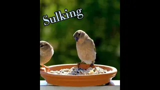 Sulky BIRD