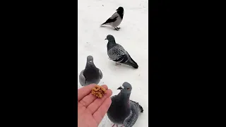 Злая ворона поймала голубя / An evil crow caught a pigeon