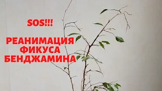 Фикус Бенджамина. Реанимация. Часть 1.