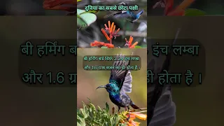 world smallest bird 🐦/bee Hummingbird random fun facts #shorts #facts #hindi #viral #shortvideo