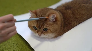 Try to draw a cat