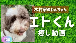 【癒し】木村家の次男エトくん　ほのぼの動画