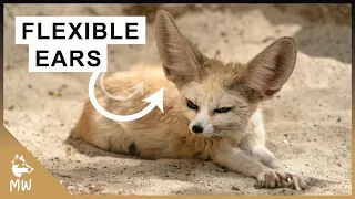 Fennec Fox - SMALLEST Fox in the World