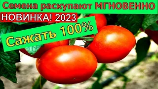 Мои Лучшие томаты в 2023г  Вы уже купили Помидоры Вас удивят