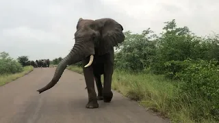 Elephant bull in musth approaching Kruger national park