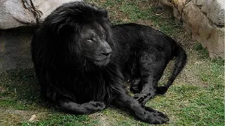 These Lions Are So Unique, You Can't Even OWN One