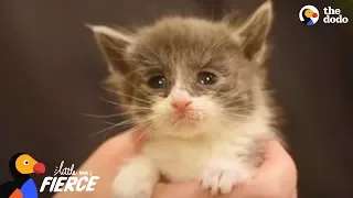 Kitten Who Was The Runt Of Her Litter Is A Tiny Fighter | The Dodo Little But Fierce