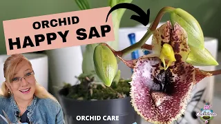 Happy Sap on Orchids: What Causes It & How to Treat It