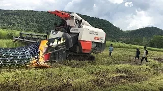 Terrifying! Three Brave Boys Catch Big Snake Nearby Harvesting Machine By Hand