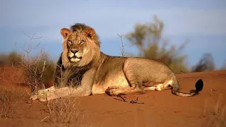 desert lions | animal planet documentary hindi |animal planet full episode in hindi part 1