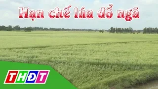 Biện pháp canh tác lúa hạn chế đổ ngã | Khuyến nông | THDT