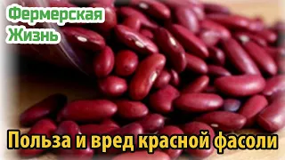 Польза и вред красной фасоли