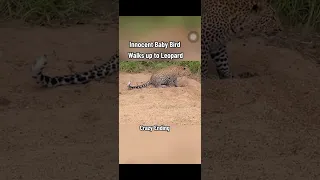 Innocent baby bird walks up to leopard end was crazy must watch