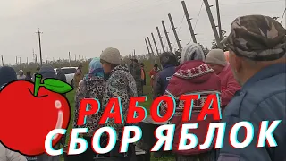 Работа в садах сбор яблок в ноябре