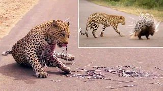 Painful Leopard Attack Porcupine And Get Killed Immediately