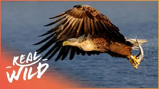 An Eagle's Journey: Queen Of The Sky | 4K Wildlife Documentary | Real Wild