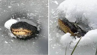 Alligatoren frieren im Eis ein – nur noch ihre Mäuler schauen aus dem Wasser