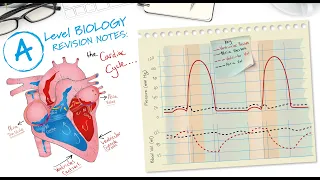 Cardiac Cycle Graph Interpretation for A Level Biology