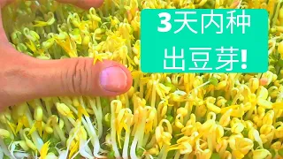 简单,3天内种出豆芽!使用一条毛巾种豆芽,没有任何土壤！