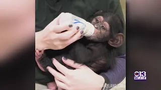 Maryland Zoo Hosting Virtual Encounters With Maisie The Chimpanzee