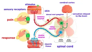 The Peripheral Nervous System: Nerves and Sensory Organs