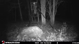 HUGE NE HOG FREE RANGE TEASER VIDEO FROM SCOUTING CAMERA FOOTAGE ARCHERY HUNTING HUGE WILD BOAR TX