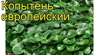 Копытень европейский. Краткий обзор: Копытень европейский описание характеристик, где купить саженцы