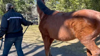 Temagami 2023 KWPN-NA Filly