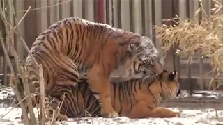 Tiger's matting. Тигры брачные игры