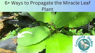 6 Ways to easily propagate the Miracle Leaf Plant (Kalanchoe).  Double/triple your plants with ease!