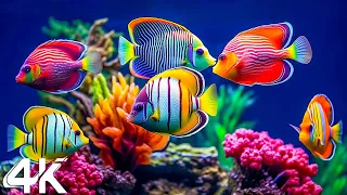 Aquarium 4K VIDEO ULTRA HD 🐠 Amazing Beautiful Coral Reef Fish -  Relaxing Sleep Meditation Music