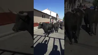 Un toro cornea a una joven en el encierro de Aldeamayor en Valladolid