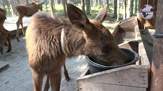 На лосиной ферме