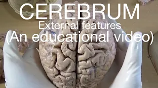 CEREBRUM - EXTERNAL FEATURES (An educational video)