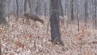 2020 Wisconsin Gun Deer Hunt