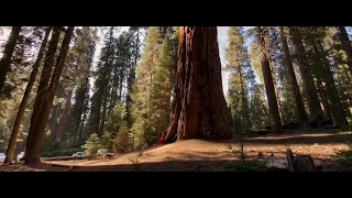 iPhone 11 Pro Cinematic Video Footage (shot in Sequoia National Park)