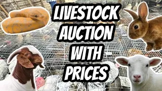 Unforgettable Moment: Who Escaped From Livestock Auction?