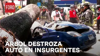 Cae árbol sobre vehículo en Avenida Insurgentes, CDMX - Las Noticias