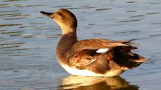 Gadwall (sound and video)