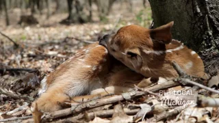 Michigan Wildlife Whitetail Doe Mother with new born baby fawns