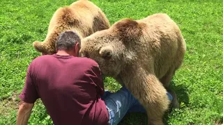 Bear purrs (read description)