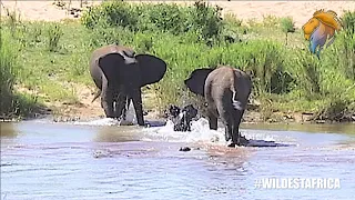 Elephant Baby Runs Across River To Heartwarming Reunion With Mother