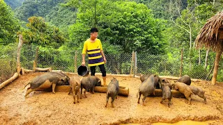 Build a livestock farm - Make a fence to let pigs eat grass