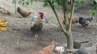 Kogut pieje / The rooster crows