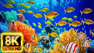 Colors Of The Ocean 8K ULTRA HD - Beautiful Coral Reef Fish - Sleep Relaxing Meditation Music