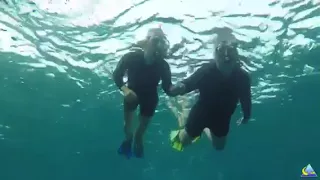 Сноркинг с дельфином в Эйлате