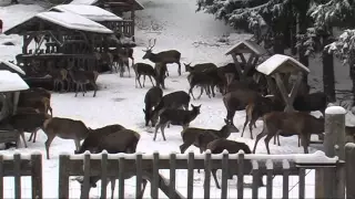 Jeleni na Šumavě